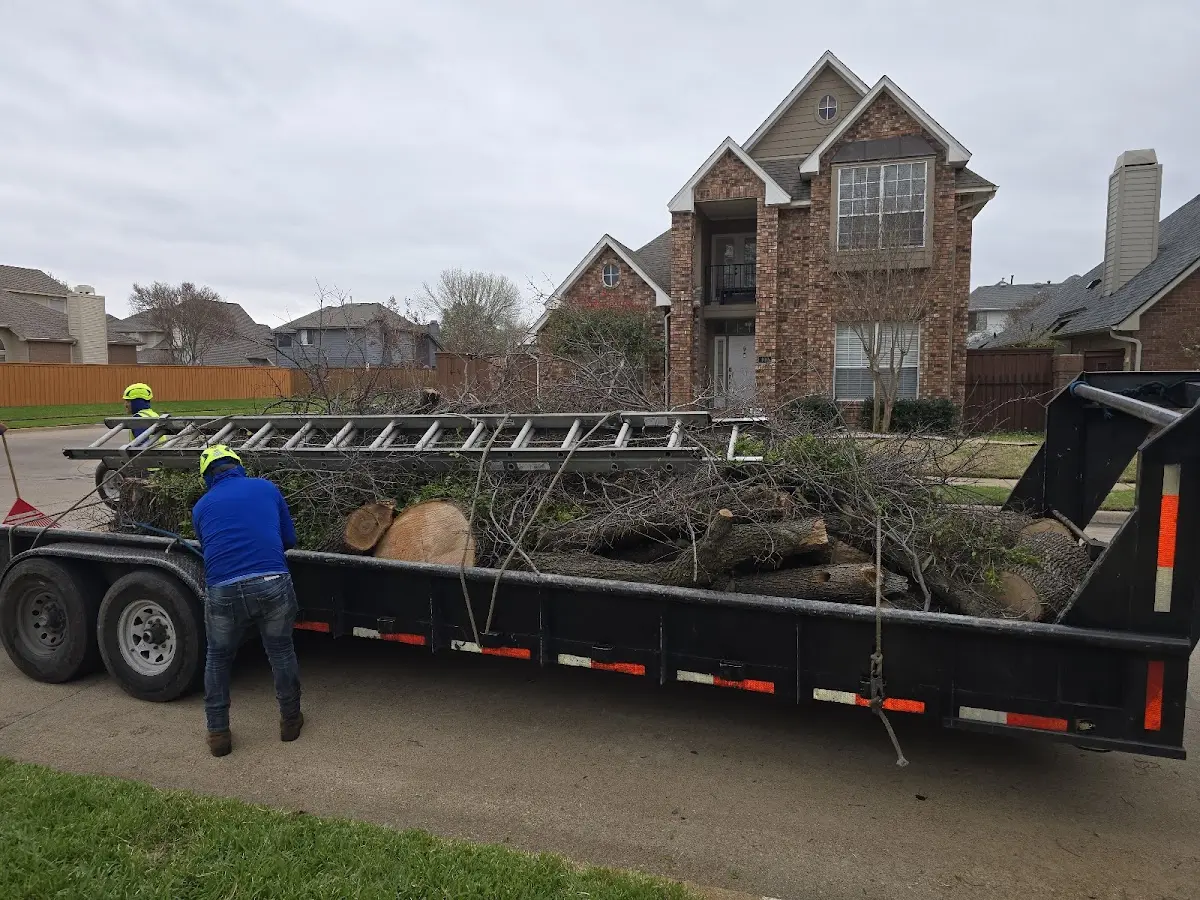 Expert Tree Pest Control with proper safety equipment in Onia